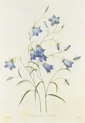 Zvonek, rytý Victorem, z díla „Choix des Plus Belles Fleurs“, 1827-33